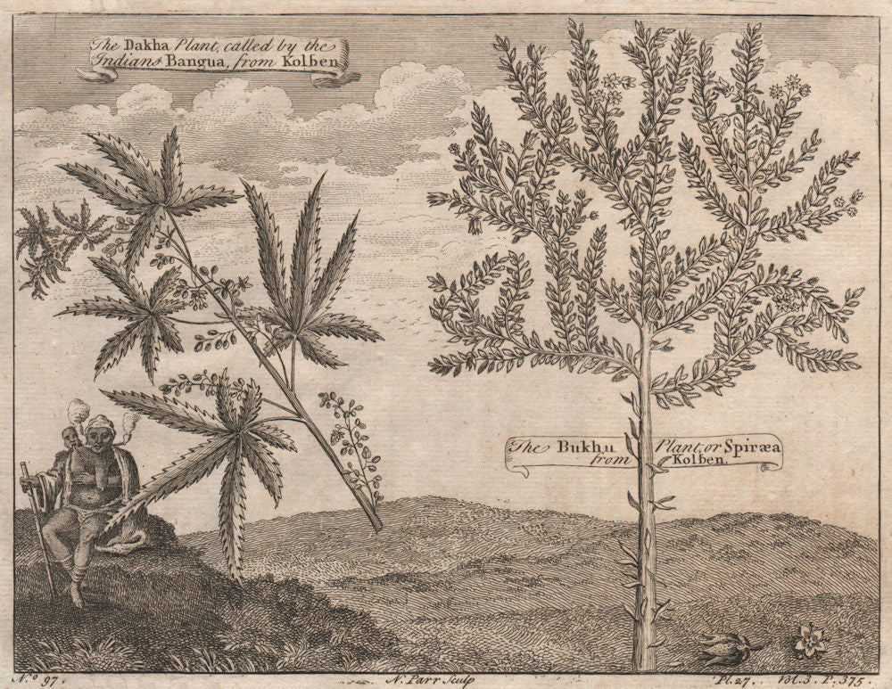AFRICA. The Dakha Plant or Bangua. The Bukhu plant or Spiraea. After KOLBEN 1746